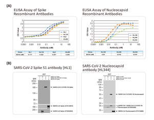 GeneTex Releases High-Affinity Recombinant Monoclonal Antibodies to Accelerate SARS-CoV-2 Research