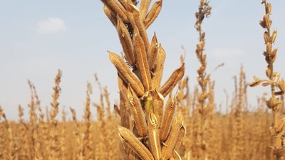 SABRA TO GROW UNIQUE TAHINI-GRADE SESAME SEEDS IN THE U.S.