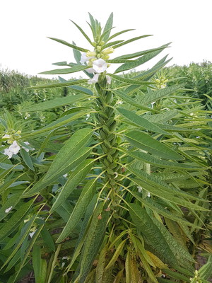 SABRA TO GROW UNIQUE TAHINI-GRADE SESAME SEEDS IN THE U.S.