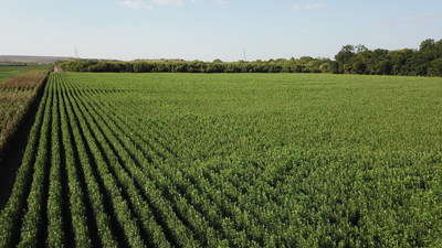 SABRA TO GROW UNIQUE TAHINI-GRADE SESAME SEEDS IN THE U.S.