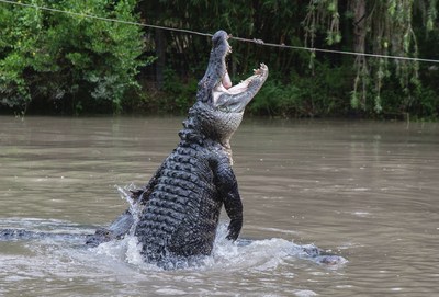 Gator Jumpathon!