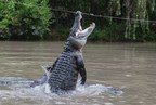 Wild Florida hosts 4th Annual Gator Week promoting alligator conservation &amp; family fun