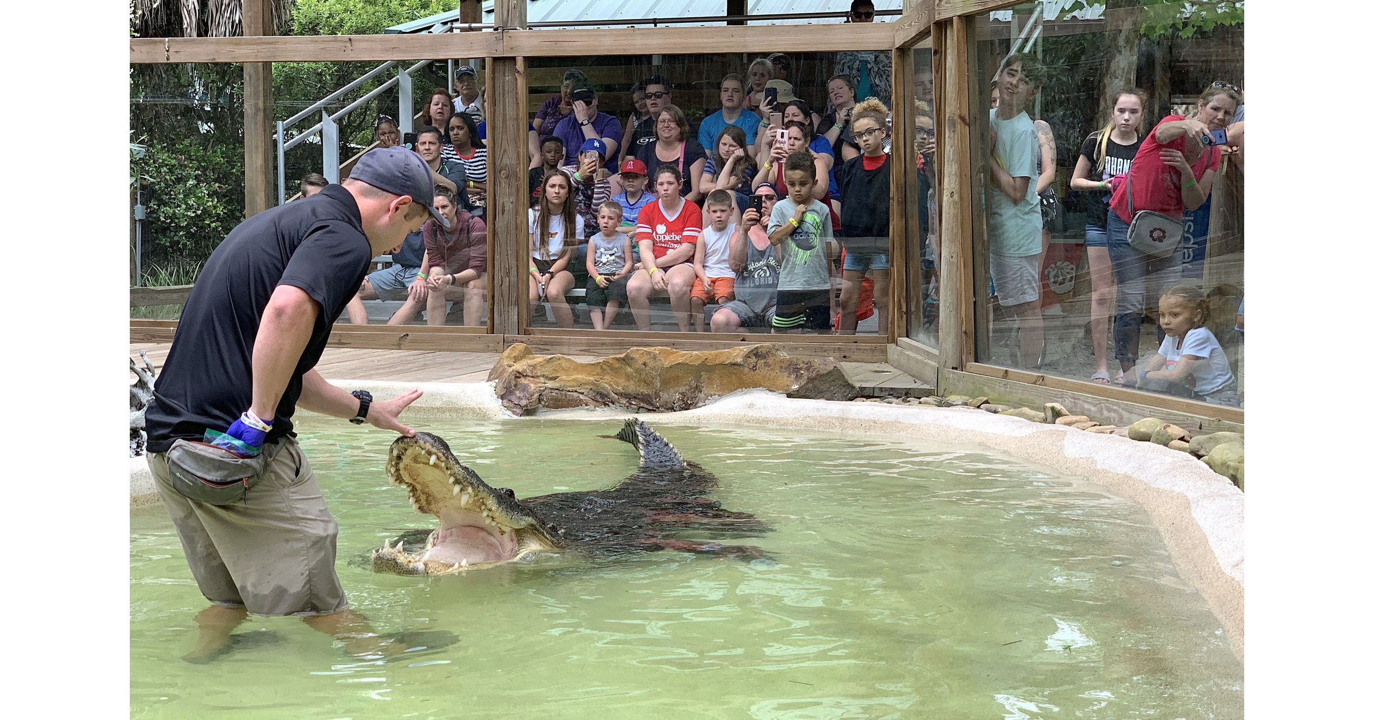 Wild Florida hosts 4th Annual Gator Week promoting alligator ...