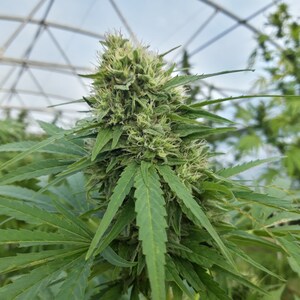 High Grade Hemp Seed Offers Farmers Opportunity for Success During Challenging Times