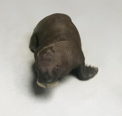 Baby walrus at Marineland. (CNW Group/Marineland)