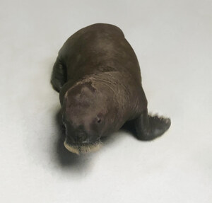 Marineland Canada Announces Live Birth of a Walrus