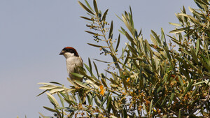 Olive Oils From Spain Highlights Sustainability on World Environment Day