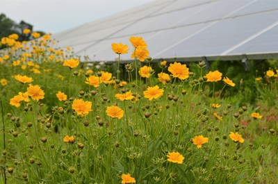 Pollinator-friendly habitat at the Perdue Farms' solar installation located at their headquarters in Salisbury, Maryland