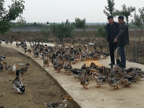 A poverty alleviation official helps an impoverished farmer sell ducks amid COVID-19 pandemic in Qinji village, Anhui province.