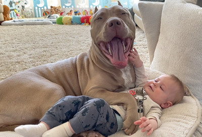 XXL Pitbull from Swag Kennels is a perfect babysitter with their baby.
