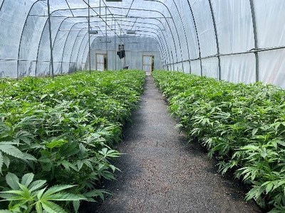 Healthy plants ready to go (CNW Group/Speakeasy Cannabis Club Ltd.)