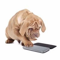 Turn In Your Used Devices to cell4pets.com and Help Shelter Animals
