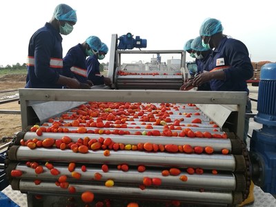 Workers in operation at the GBfoods Kebbi Tomato processing factory