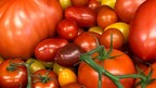 The DNA tricks that gave us 100 different kinds of tomatoes