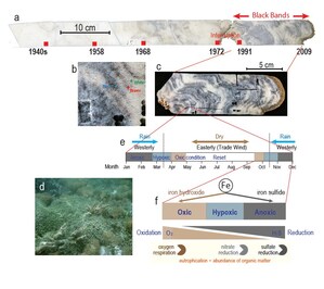 Sasakawa Peace Foundation: Coral skeletons record history of reef deterioration -- black bands in coral contain iron sulfide and bacteria