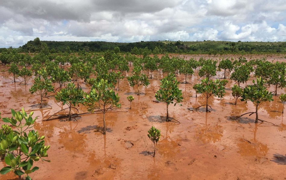 Eden Reforestation  Projects Plants a Third of a Billion 