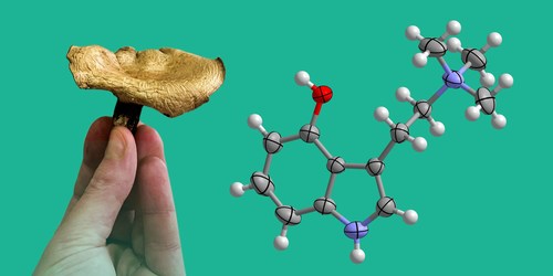 CaaMTech scientists hope to unlock the euphoria experienced from the consumption of psilocybin mushrooms