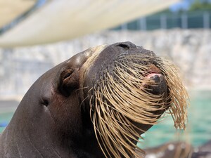 L'Aquarium du Québec rouvrira ses portes le 29 juin