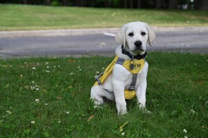 PenFed Credit Union Welcomes Puppy with a Purpose to Help a Military Veteran or First Responder with a Disability