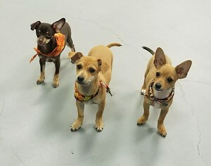 Mooch's Munchies, a Gluten-Free Real Food 'Barkery,' Provides Simple Ways to Find Healthier Options for Pets