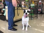 Pet Supplies Plus Pays it Forward with Food &amp; Toy Donations, Announces 4 Months of Additional Shelter Support