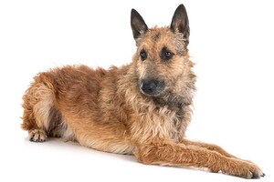 American Kennel Club Recognizes The Belgian Laekenois