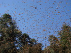 La Fundación Arbor Day junto a las compañías International Paper y L'Oreal quieren restaurar hábitats en situación crítica para las mariposas Monarcas