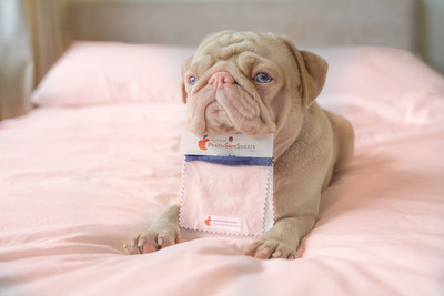 PeachSkinSheets launches their new vintage line with adorably wrinkled and crinkled influencer Milkshake (the one-of-a-kind pink pug with blue eyes, from the United Kingdom).