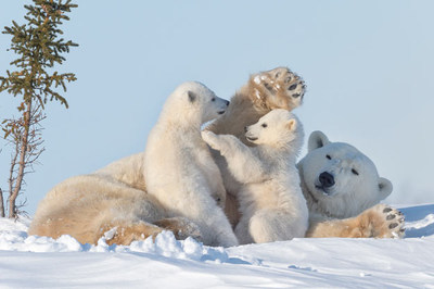Une famille d'ours polaires en mode dtente. Le Conseil Trebek financera des recherches qui valorisent la faune du Canada et les espces qui y vivent. Photo: Daisy Gilardini (Groupe CNW/Socit gographique royale du Canada)