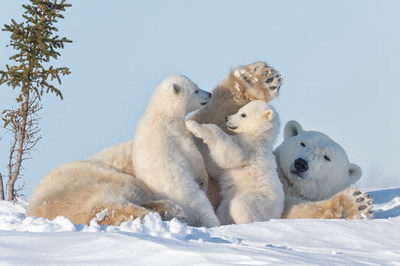 A polar bear family relaxing. The Trebek Council will fund research that celebrates the Canadian wilderness and the species that call it home. Photo: Daisy Gilardini (CNW Group/Royal Canadian Geographical Society)