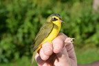Powdermill Nature Reserve Receives $1M Avian Research Grant from Richard King Mellon Foundation