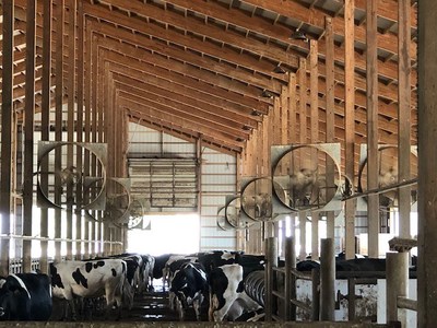 North Harbor Dairy at Old McDonald's Farm in Sacketts Harbor, N.Y., uses large propeller ceiling fans to maintain an 8-9 mph breeze throughout the barn.