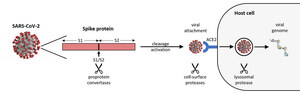 EpiGentek Releases First-to-Market Kits to Detect SARS-CoV-2-Targeted Furin Activity and Screen for Inhibitors Against COVID-19