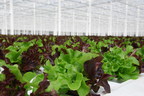 Wendy's Canada Introduces Greenhouse-Grown Lettuce in Full Canadian Menu