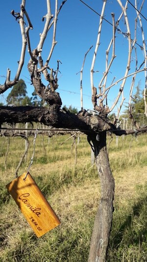 Já pensou em adotar uma videira?