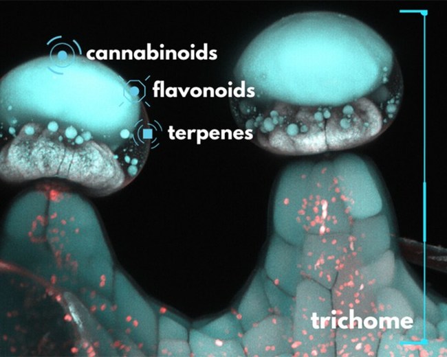 Trichomes