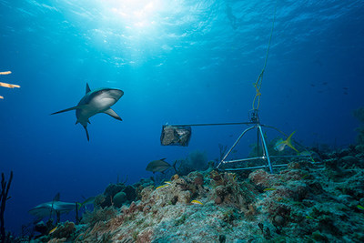 Tubarão de recife caribenho e sistema de vídeo subaquático remoto com isca, fotografados nas Bahamas. Crédito da foto: Andy Mann/Global FinPrint