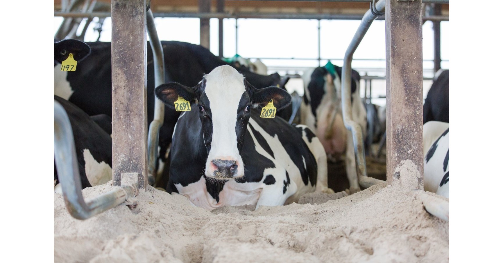 Dairy Farmers Find Ways To Help Cows "Chill" During Summer Heat