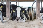 Dairy Farmers Find Ways To Help Cows "Chill" During Summer Heat