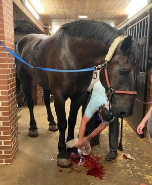 Charleston Carriage Horse Advocates Calls for New Regulations After Needless Death of Carriage Horse