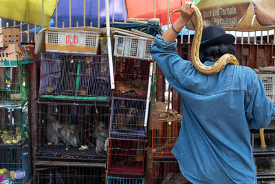 An assortment of animals being kept at a market in Jakarta, Indonesia. Credit: World Animal Protection/Aaron Gekoski (CNW Group/World Animal Protection)