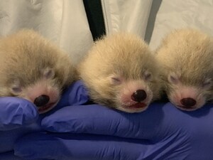 Kirk Cousins Picks His Name for John Ball Zoo's Red Panda Cubs Kirk Cousins Picks His Name for John Ball Zoo's Red Panda Cubs
