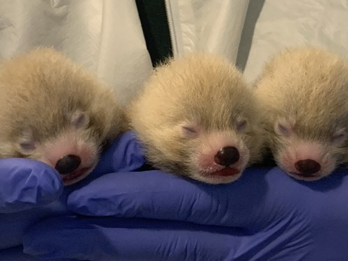 Kirk Cousins Picks His Name For John Ball Zoo S Red Panda Cubs