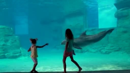 Winter the dolphin has a new home at Clearwater Marine Aquarium