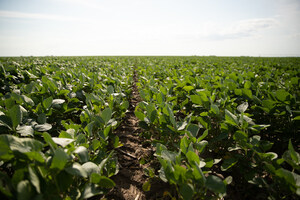 Broad soybean trait portfolio puts weed control in growers' hands
