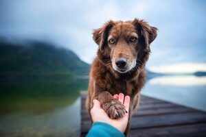 Breakthrough for pet health and sustainability