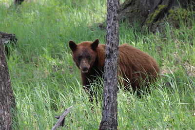 A bear market might be coming. - Yellowstone National Park