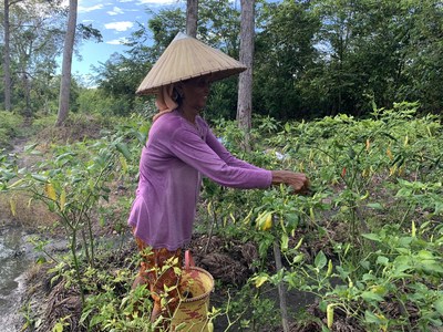 A member of a working group in Central Kalimantan is plucking pepper, one of the agriculture commodity that they grow together with GAR as part of the alternative livelihood programme.
