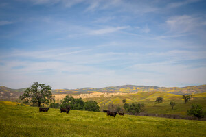 Protecting California rangeland provides $1 billion in environmental benefits annually, according to UC Berkeley and California Rangeland Trust