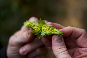 Craft Brewing Hop Supplier Announces Free Virtual Harvest Experience Worldwide